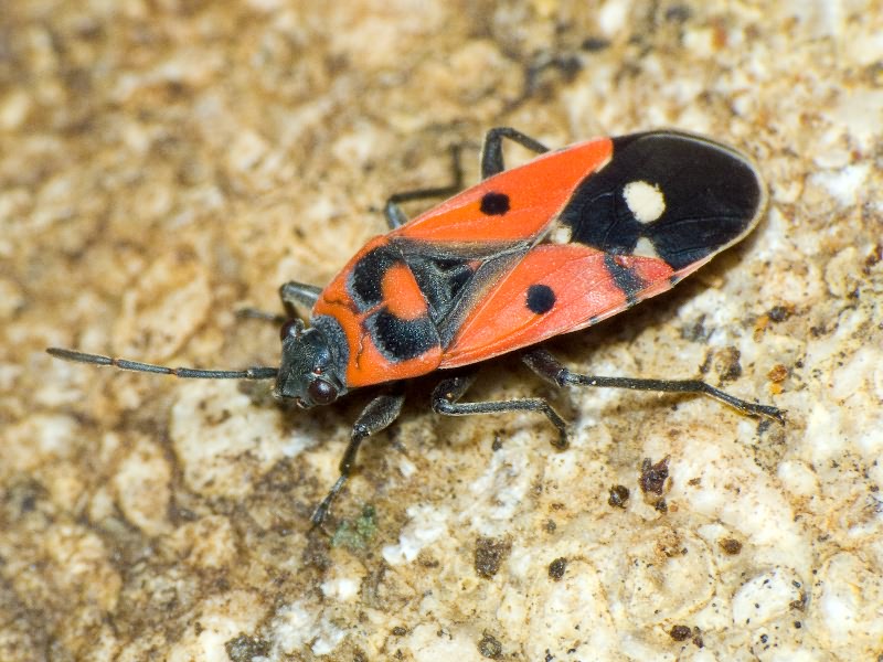Melanocoryphus albomaculatus (Goeze, 1778)